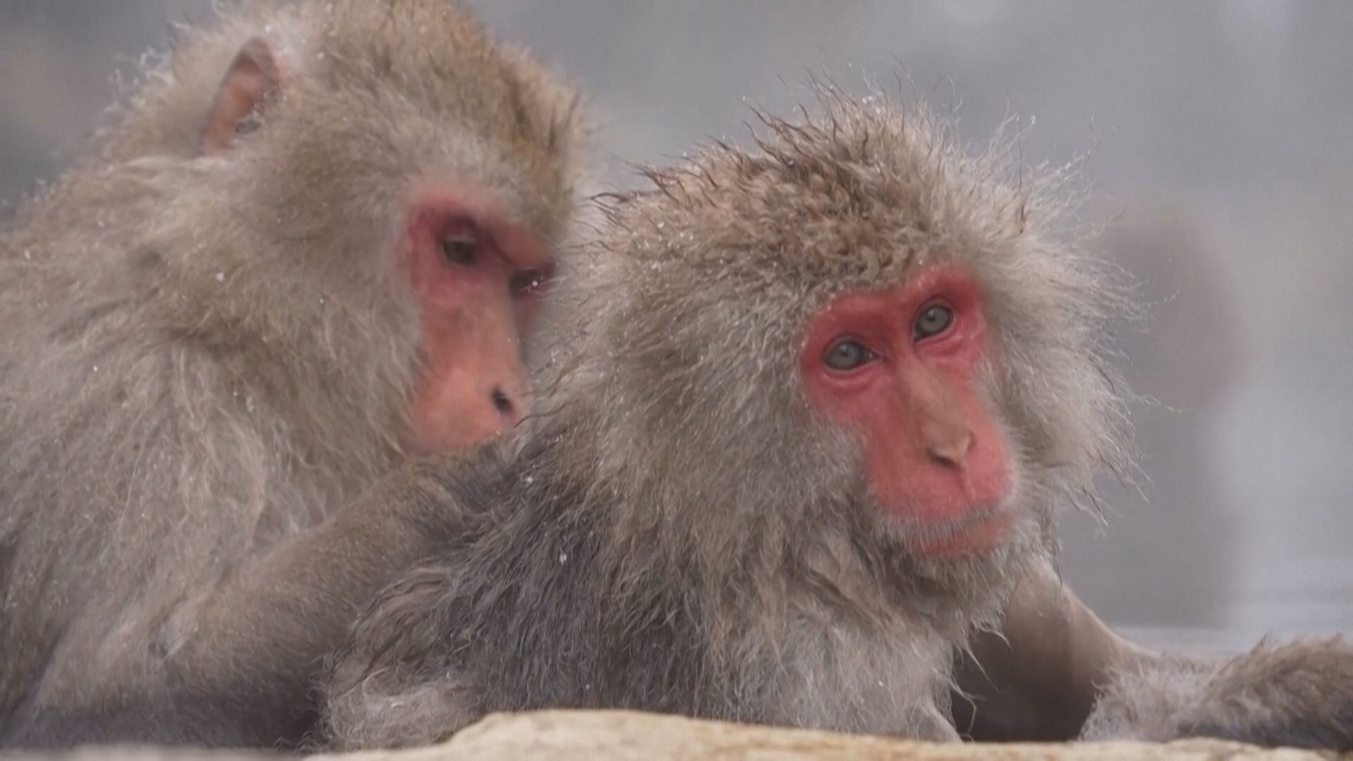 Японские макаки привлекают туристов, но вызывают недовольство у местных жителей Японские макаки привлекают туристов, но вызывают недовольство у местных жителей