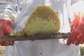 Экологичное пчеловодство помогает спасать леса в Замбии