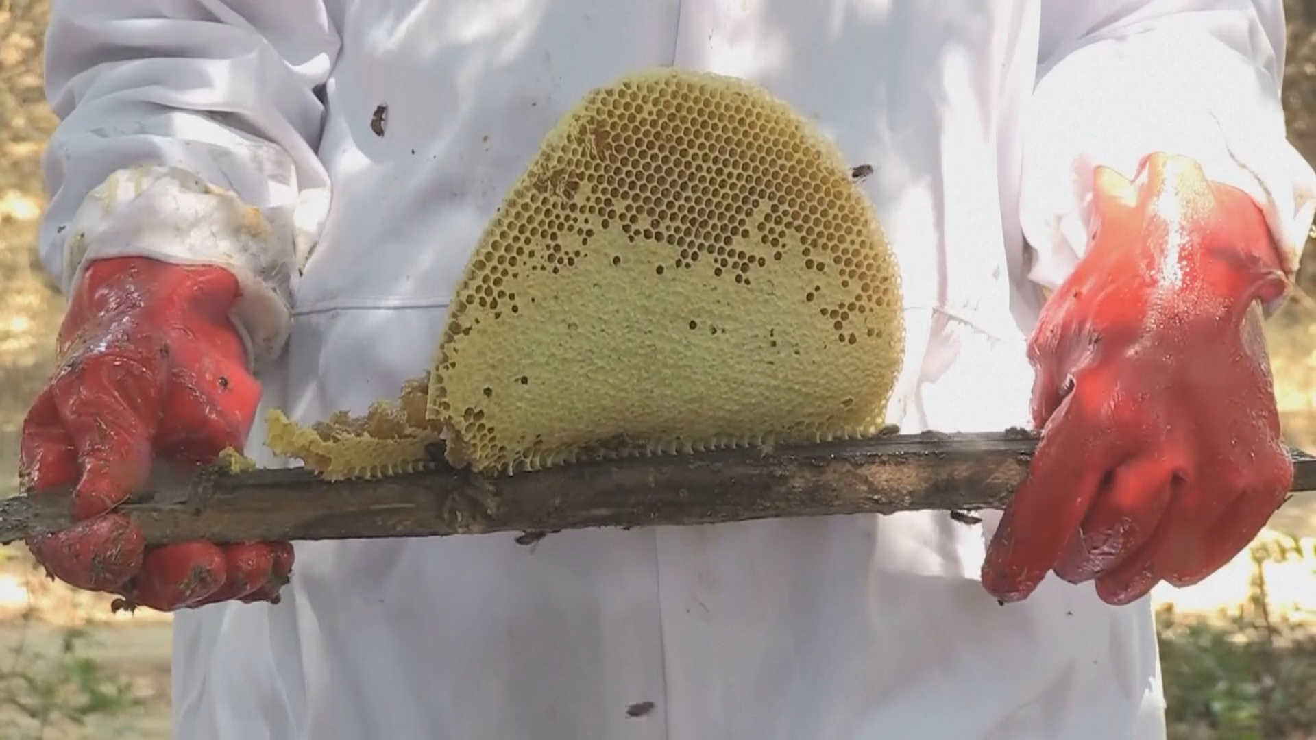 Экологичное пчеловодство помогает спасать леса в Замбии