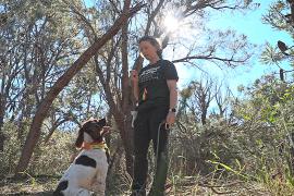 Как собаки помогают остановить высыхание кустарников в Австралии