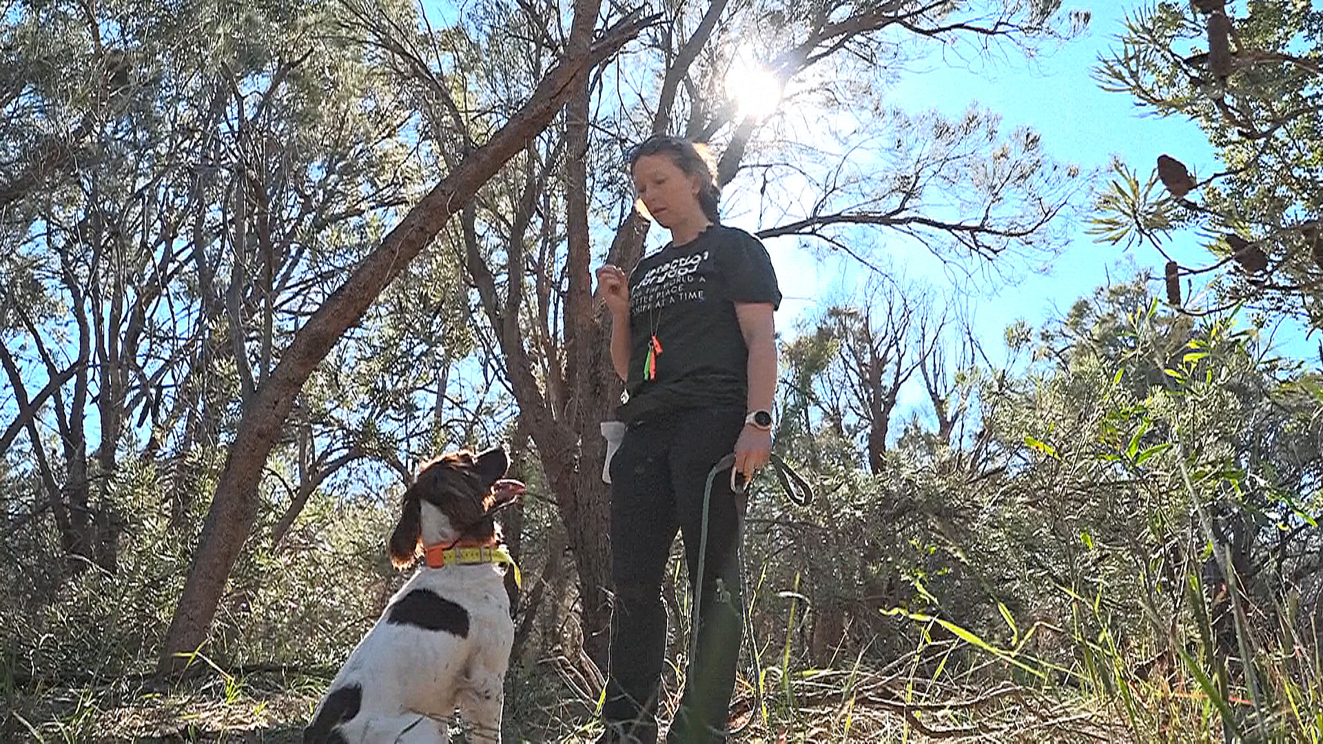 Как собаки помогают остановить высыхание кустарников в Австралии