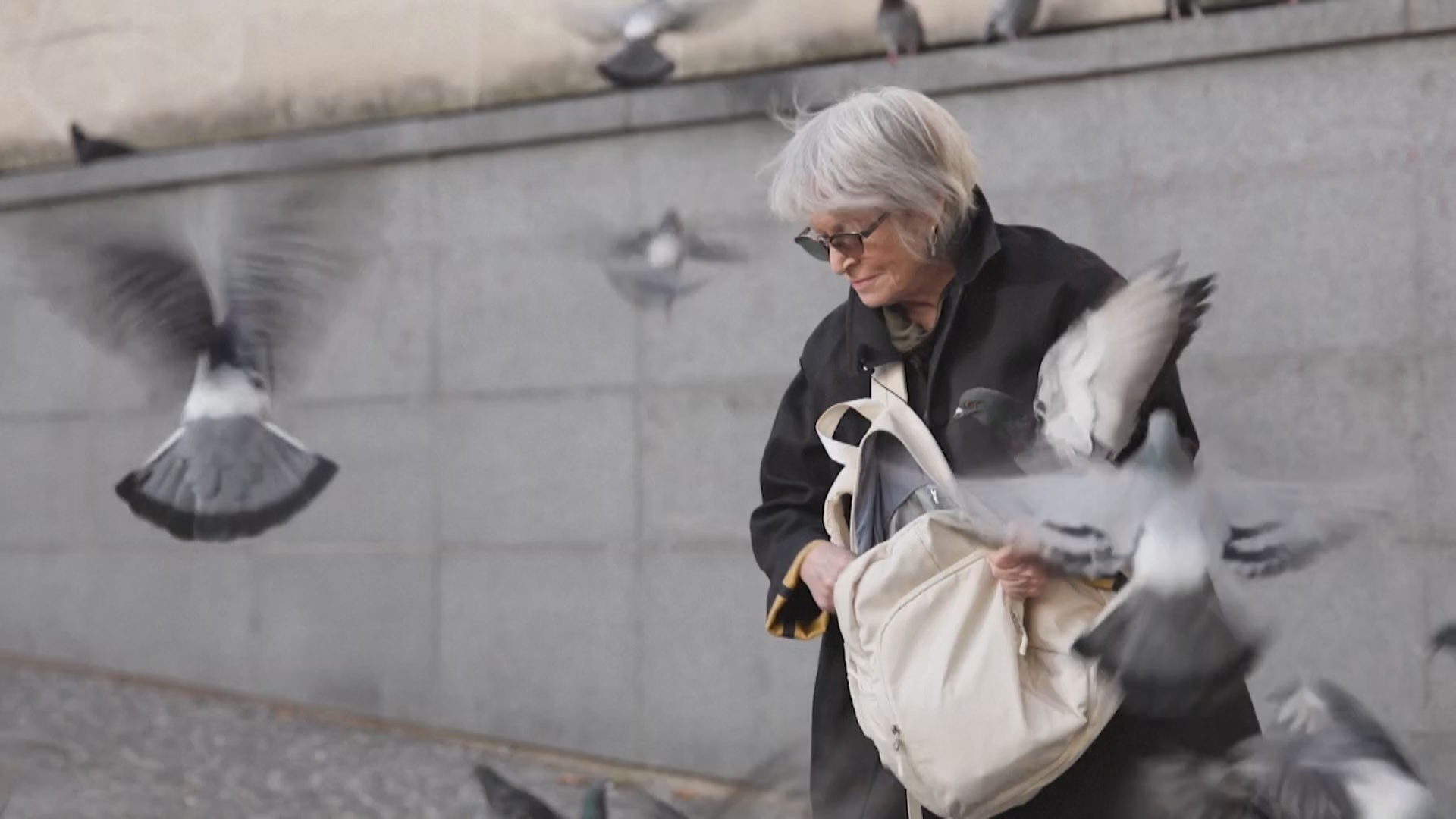 Как одна женщина помогает парижским голубям Как одна женщина помогает парижским голубям
