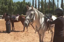 Вопреки войне: молодые йеменцы готовятся к турниру по конному спорту