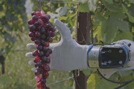 Знакомьтесь с «Фрэски» – роботом по уходу за итальянскими виноградниками