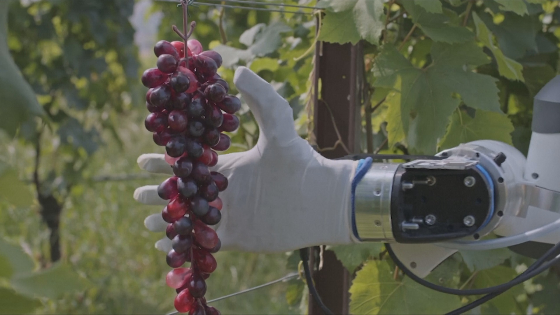 Знакомьтесь с «Фрэски» – роботом по уходу за итальянскими виноградниками Знакомьтесь с «Фрэски» – роботом по уходу за итальянскими виноградниками