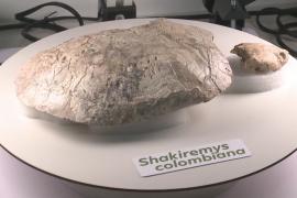 Новый вид ископаемой черепахи назвали в честь певицы Шакиры