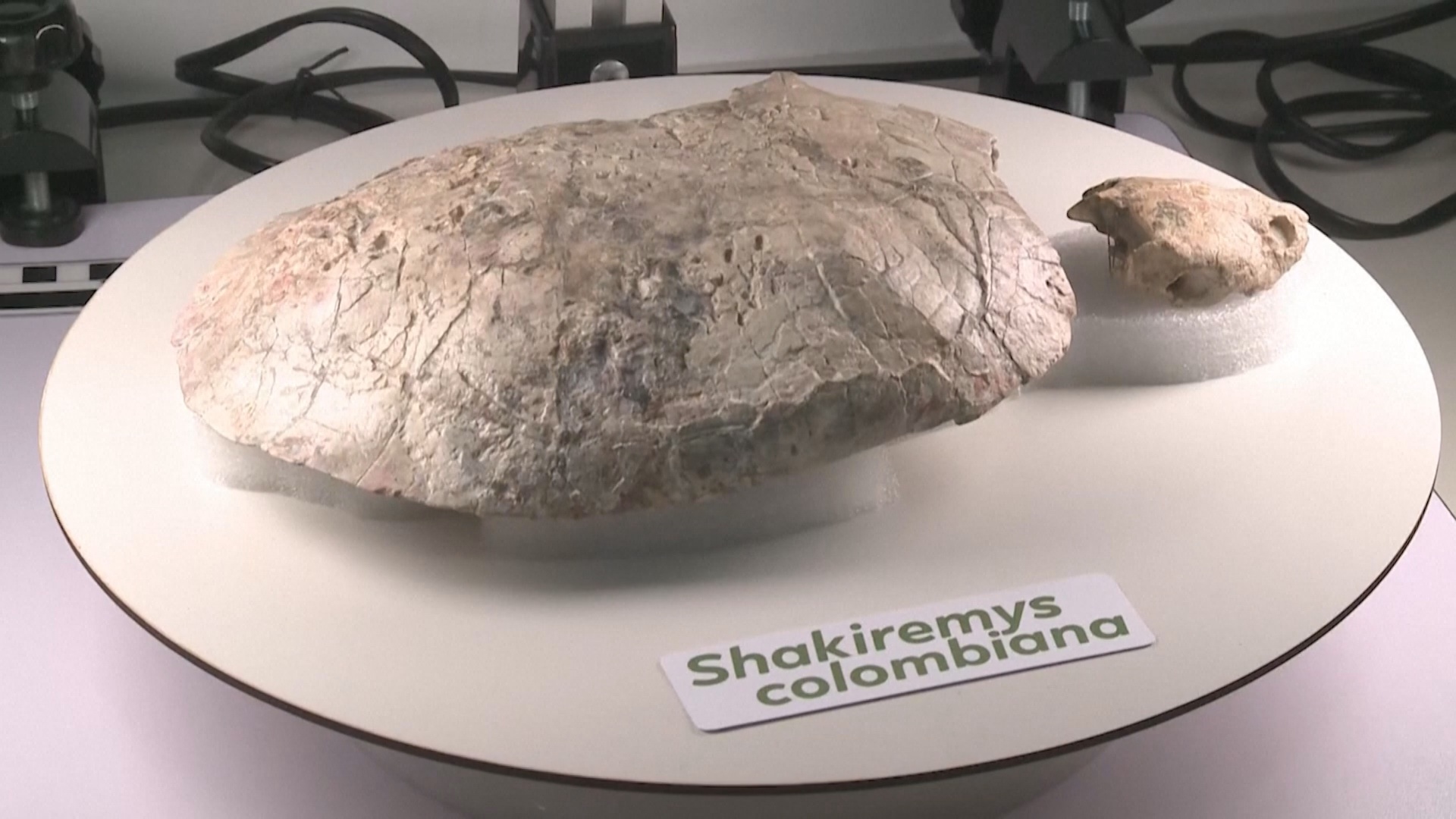 Новый вид ископаемой черепахи назвали в честь певицы Шакиры Новый вид ископаемой черепахи назвали в честь певицы Шакиры