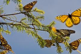 Сезон бабочек-монархов начался в Мексике: миллионы насекомых прилетели из США и Канады