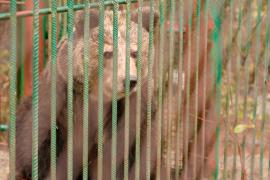 Медведицу из Словении избавили от жизни в тесном вольере при ресторане