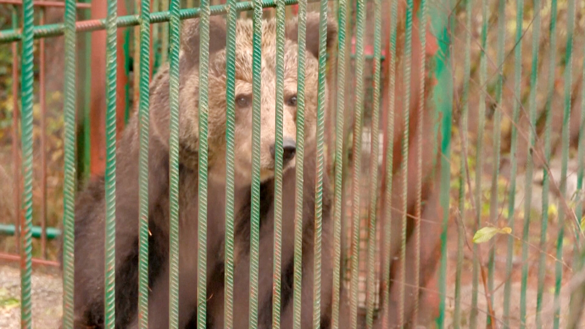 Медведицу из Словении избавили от жизни в тесном вольере при ресторане Медведицу из Словении избавили от жизни в тесном вольере при ресторане