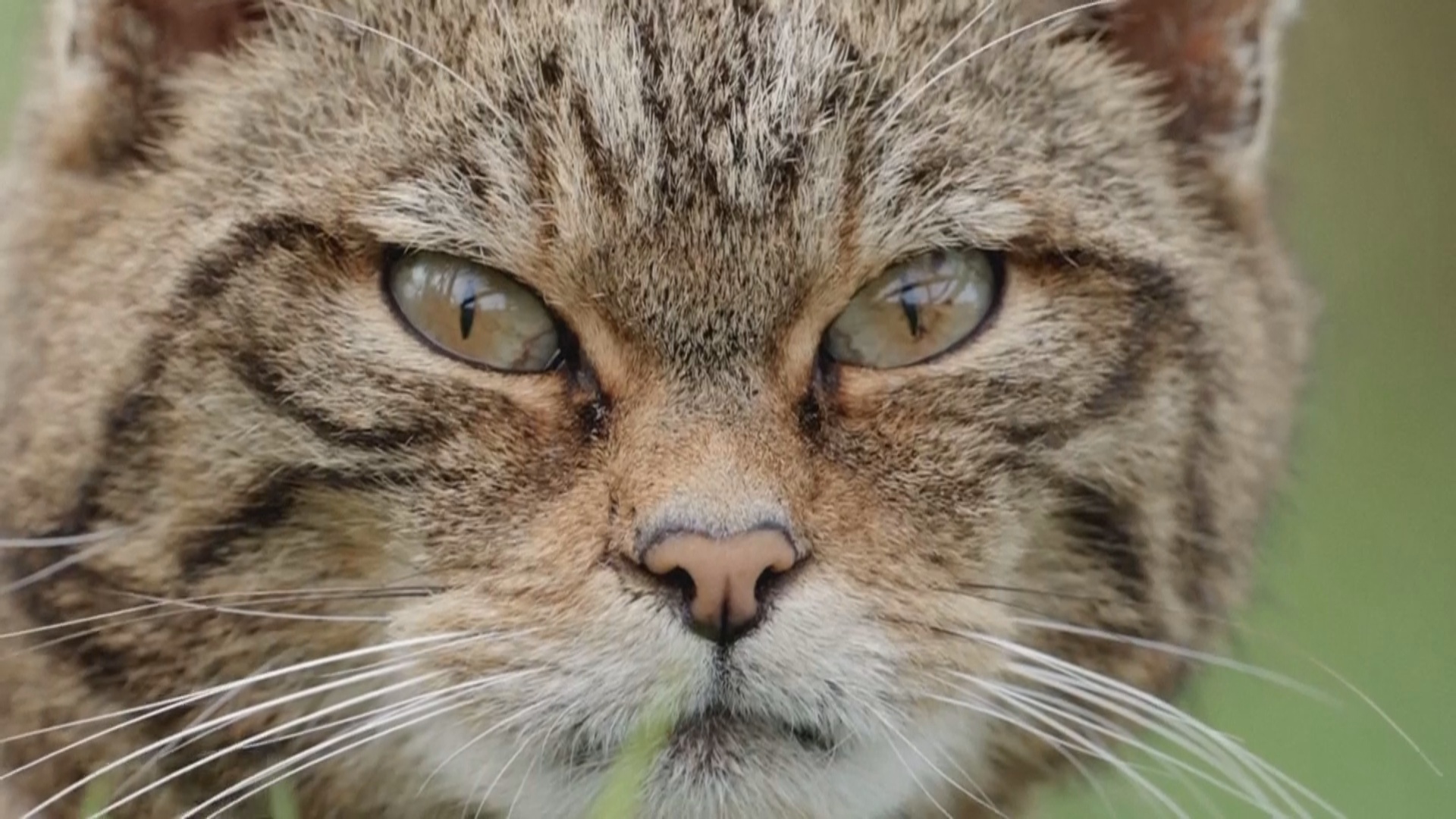 На юго-западе Англии могут восстановить популяцию лесных кошек На юго-западе Англии могут восстановить популяцию лесных кошек