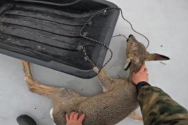 Как рыбаки спасали оленей, застрявших на сибирском озере