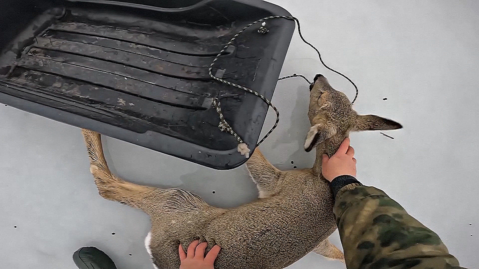 Как рыбаки спасали оленей, застрявших на сибирском озере Как рыбаки спасали оленей, застрявших на сибирском озере