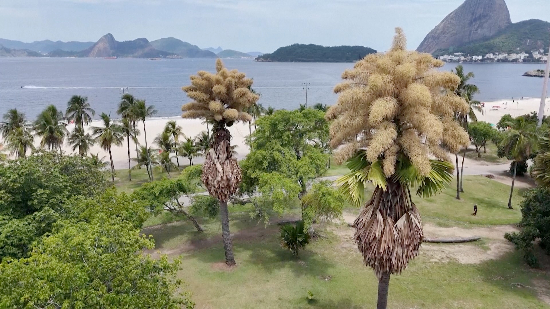 В Рио-де-Жанейро цветут и одновременно умирают необычные пальмы