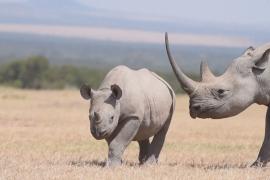 Как надрезы на ушах помогут увеличить популяцию носорогов в Кении