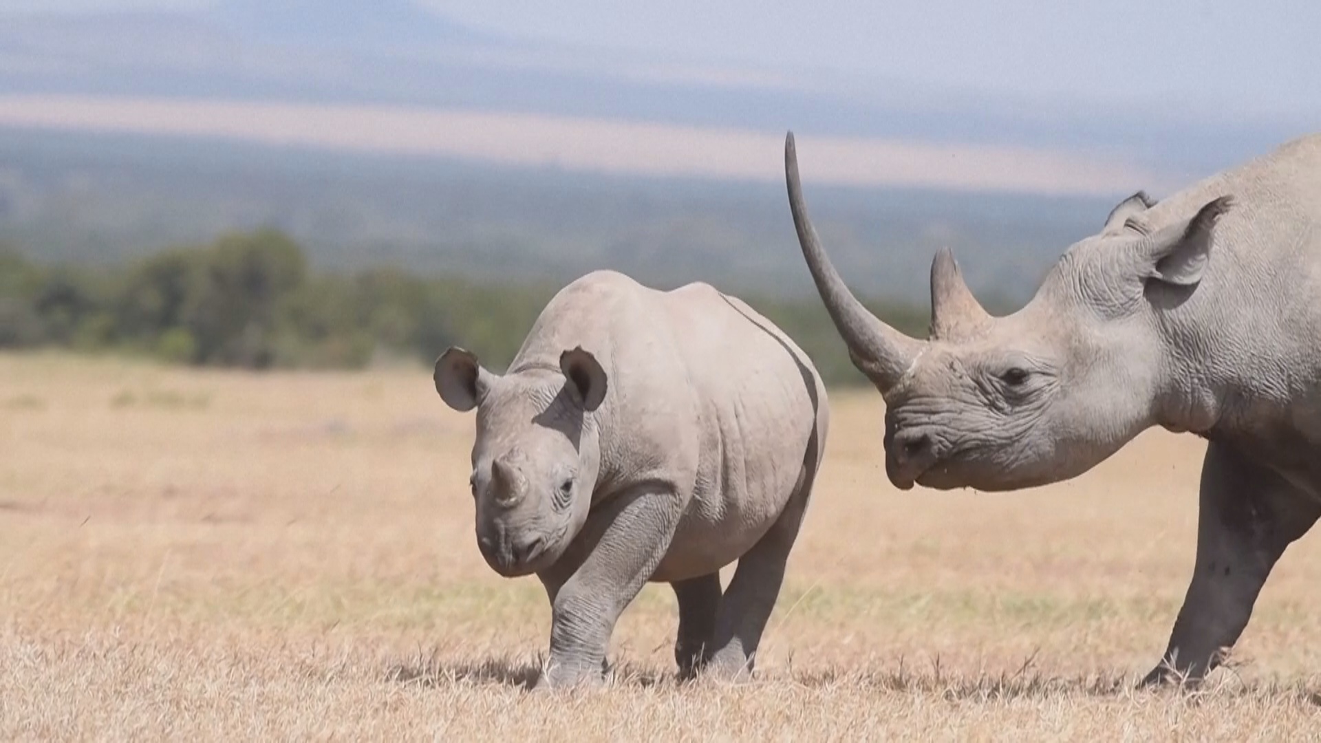 Как надрезы на ушах помогут увеличить популяцию носорогов в Кении Как надрезы на ушах помогут увеличить популяцию носорогов в Кении