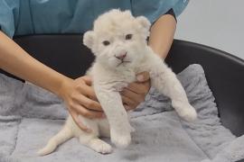 В зоопарке Венесуэлы родились белые львята