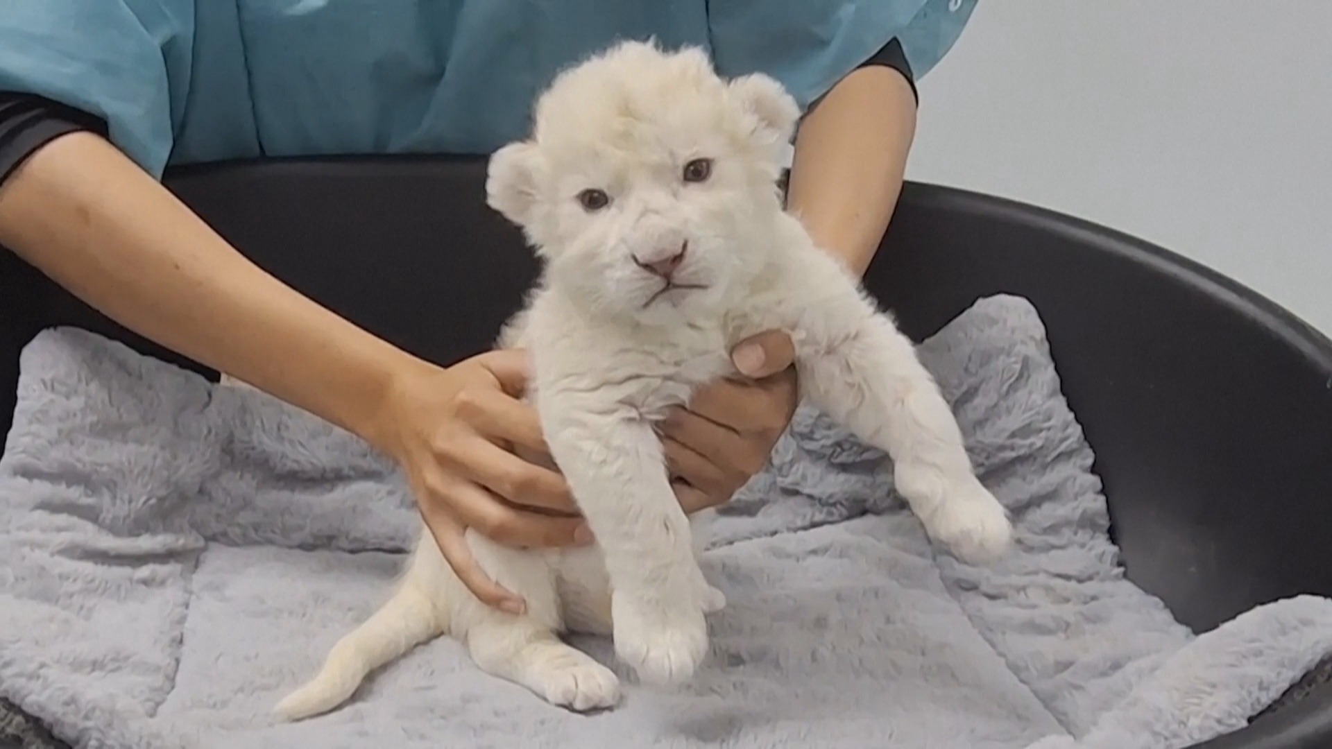 В зоопарке Венесуэлы родились белые львята В зоопарке Венесуэлы родились белые львята