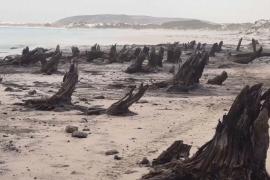 Останки древнего болота увидели учёные на побережье в Австралии