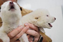 От лютоволков до пушистого робота-компаньона: инновации и открытия 2025 года