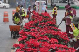 Миллионы пуансеттий расцвели в Мексике перед Рождеством