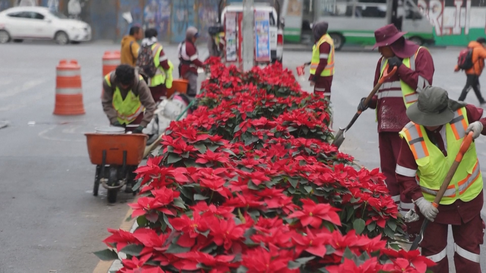Миллионы пуансеттий расцвели в Мексике перед Рождеством