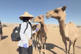 Жительница Йемена оказывает бесплатную ветеринарную помощь в деревнях