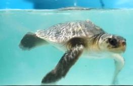 Редких морских черепах лечат после переохлаждения в больнице на архипелаге Флорида-Кис