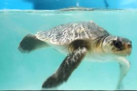 Редких морских черепах лечат после переохлаждения в больнице на архипелаге Флорида-Кис