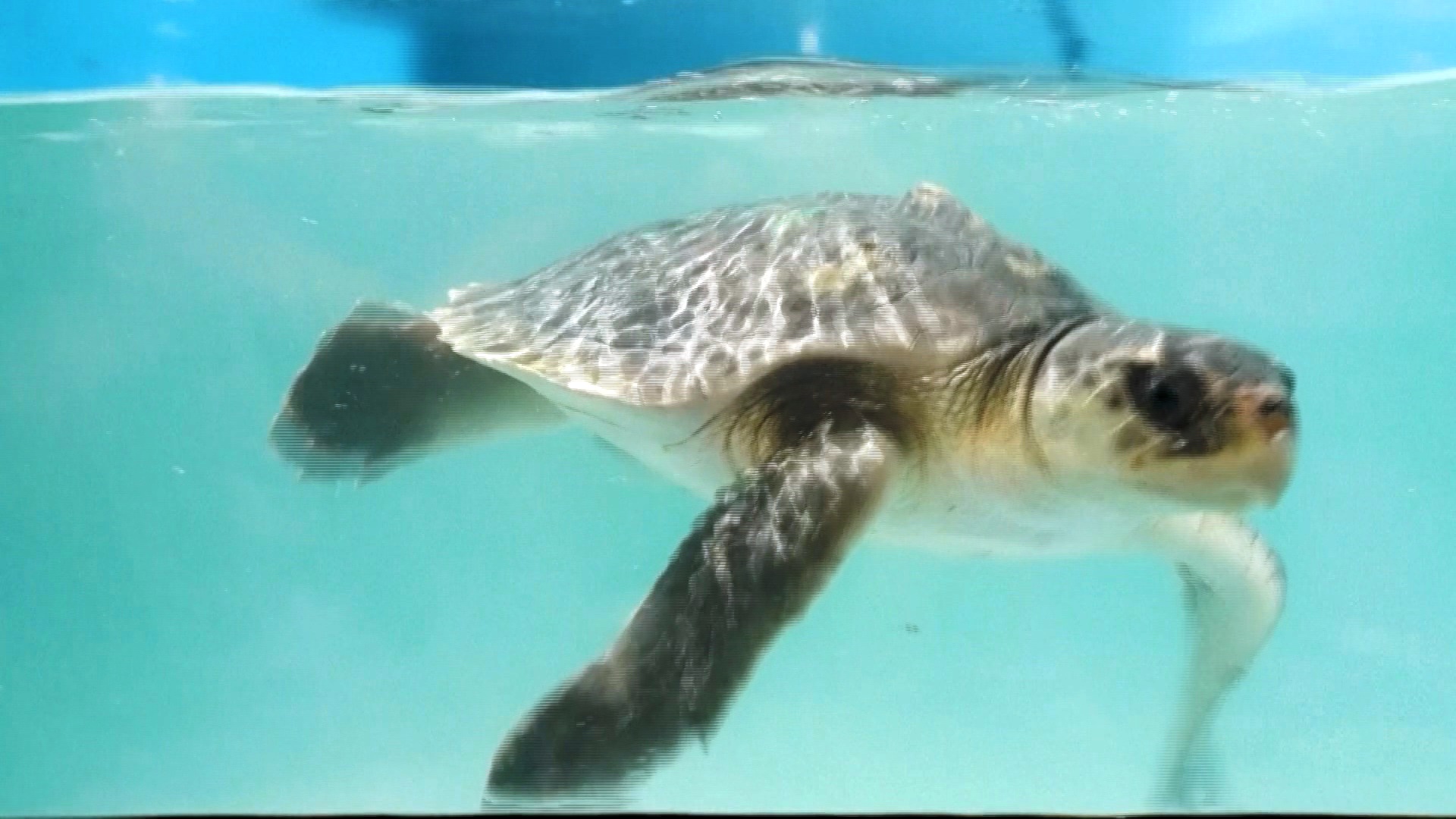 Редких морских черепах лечат после переохлаждения в больнице на архипелаге Флорида-Кис Редких морских черепах лечат после переохлаждения в больнице на архипелаге Флорида-Кис