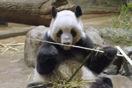 Китай забирает панд у Японии раньше срока