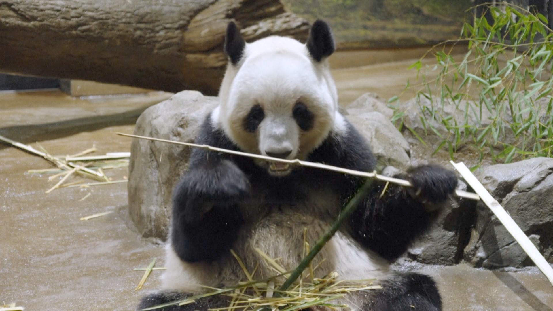 Китай забирает панд у Японии раньше срока Китай забирает панд у Японии раньше срока