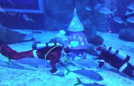 Раздача ёлок и подводные шоу: Санта дарит людям рождественское настроение