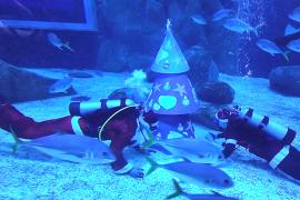 Раздача ёлок и подводные шоу: Санта дарит людям рождественское настроение