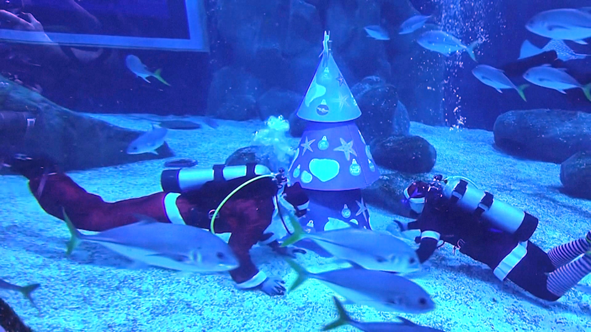 Раздача ёлок и подводные шоу: Санта дарит людям рождественское настроение