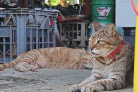 На австралийском острове Рождества намерены истребить всех диких кошек