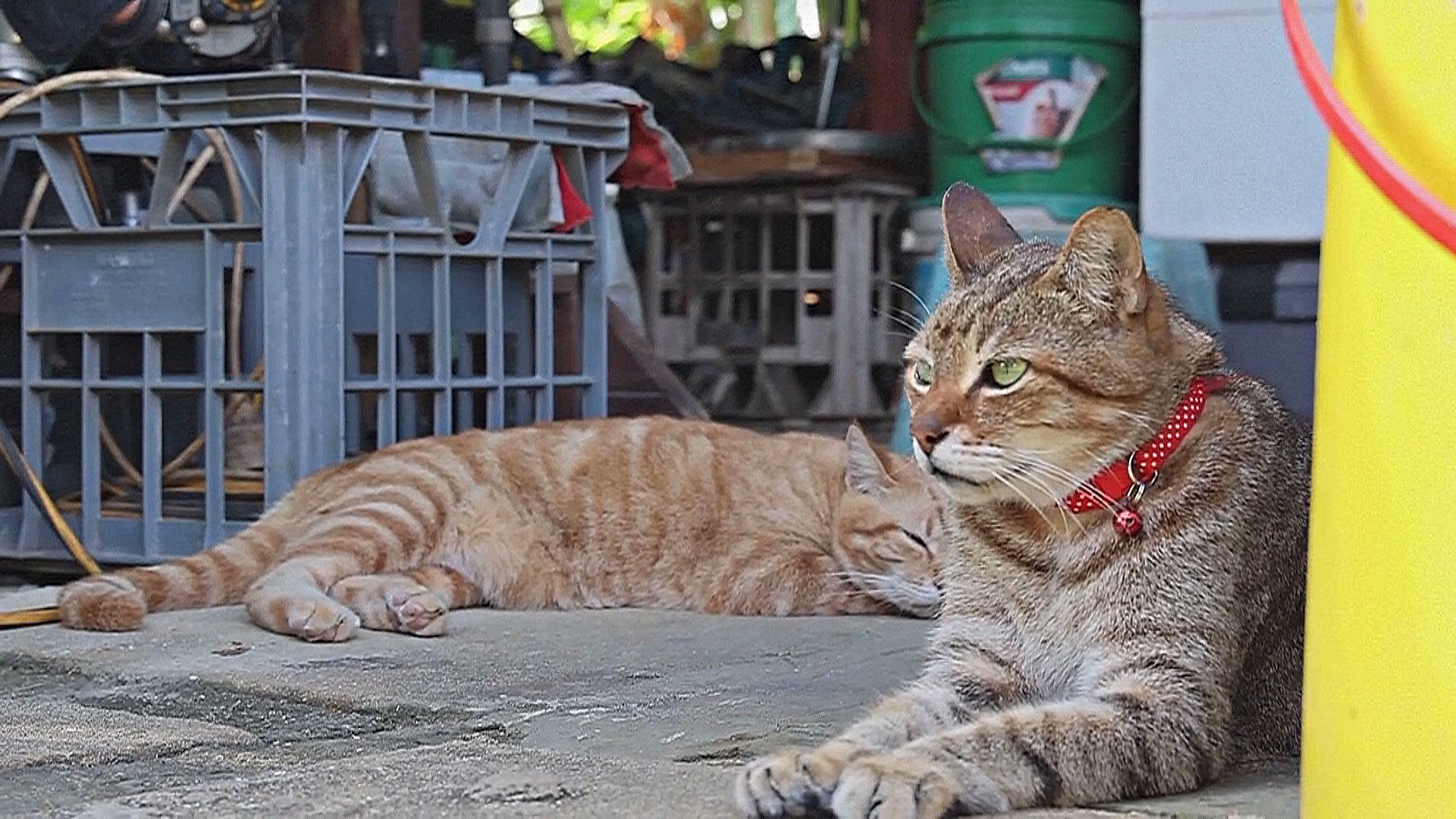 На австралийском острове Рождества намерены истребить всех диких кошек