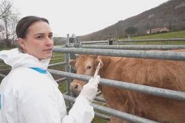 Франция привлекла военных для вакцинации скота на фоне вспышки инфекционной болезни