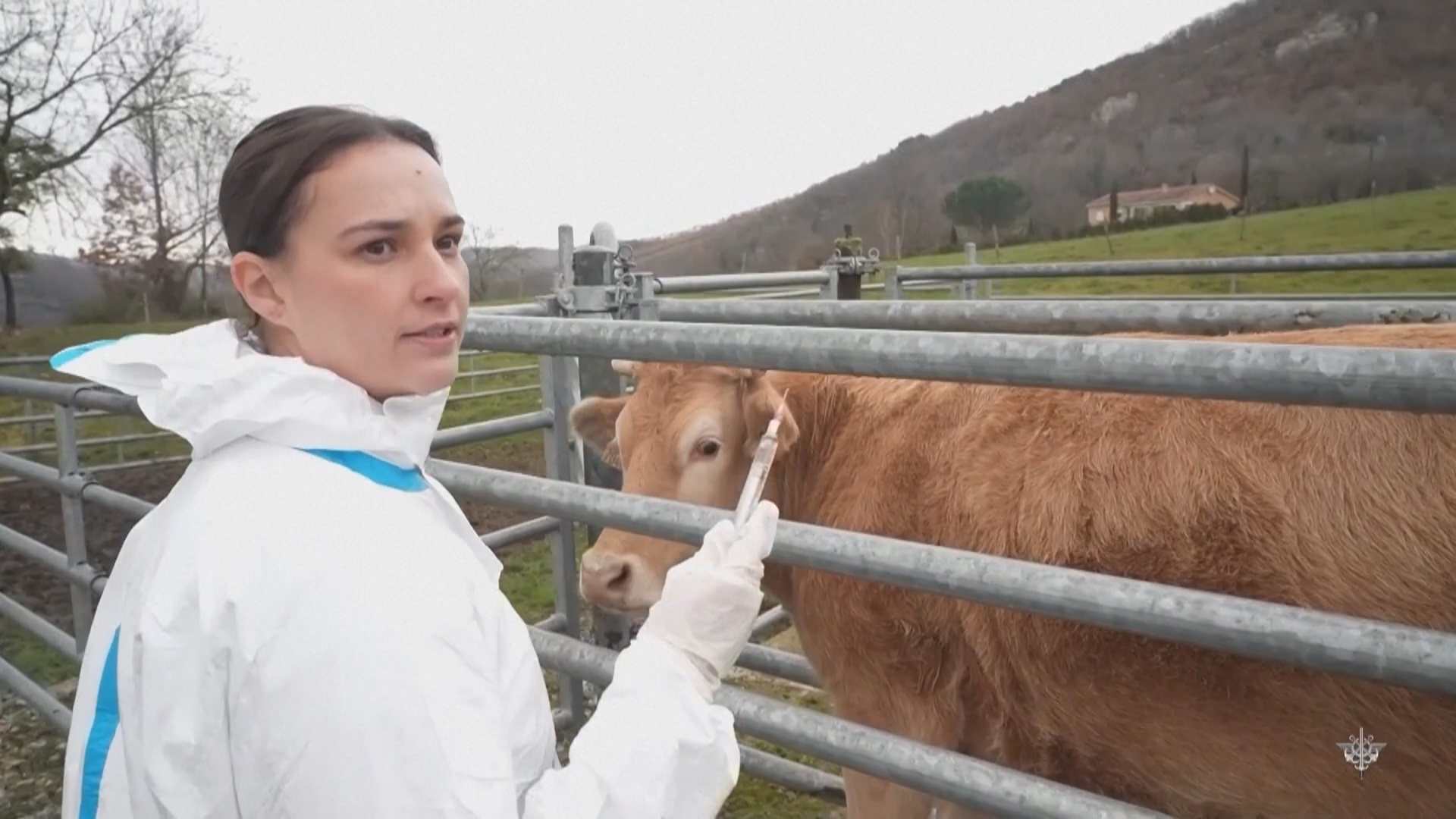 Франция привлекла военных для вакцинации скота на фоне вспышки инфекционной болезни