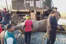 Стадо диких слонов попало под поезд в Индии