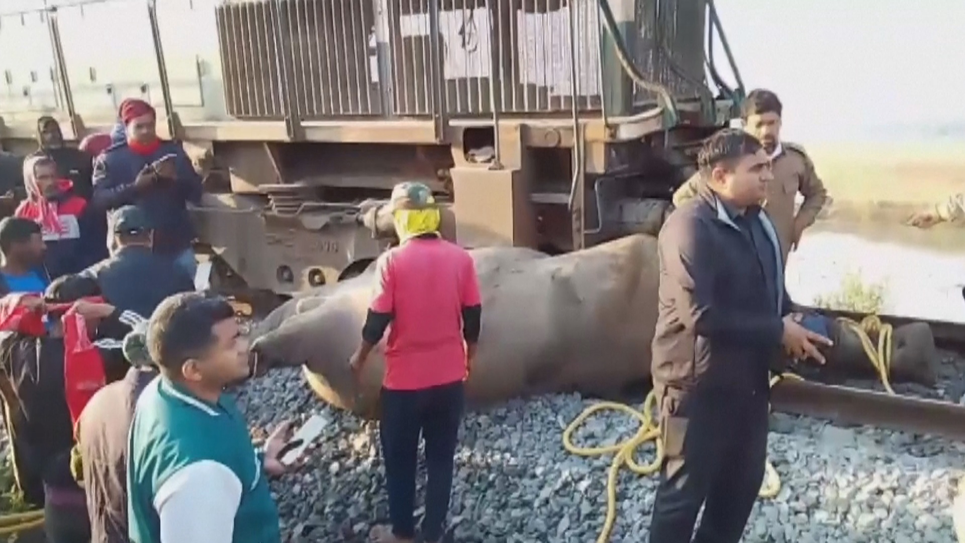 Стадо диких слонов попало под поезд в Индии