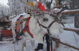Познакомьтесь с северными оленями в финской Лапландии