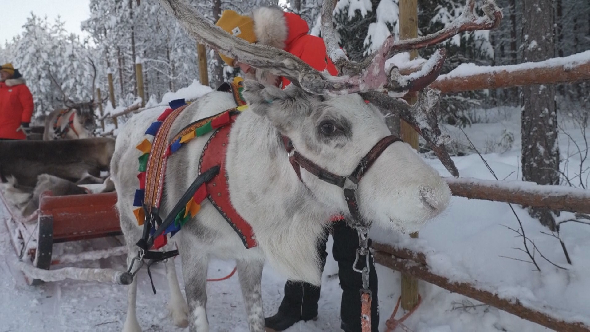 Познакомьтесь с северными оленями в финской Лапландии