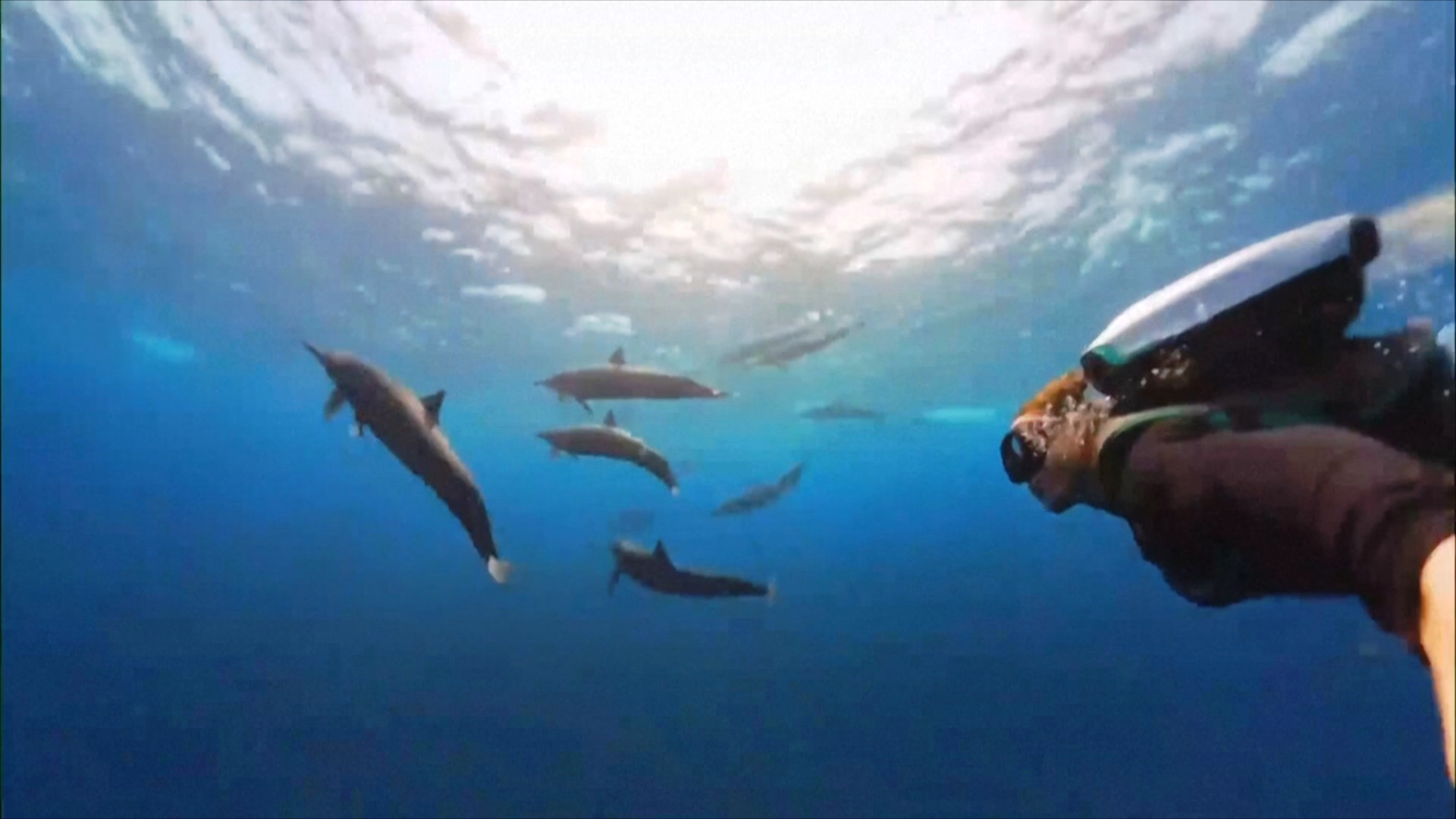 Чудеса подводного мира, раскрытые в 2025 году