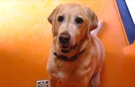 Мир животных в 2025 году: о чём мы узнали и чему научились