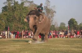 Как слоны бьют пенальти в Непале