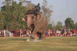 Как слоны бьют пенальти в Непале