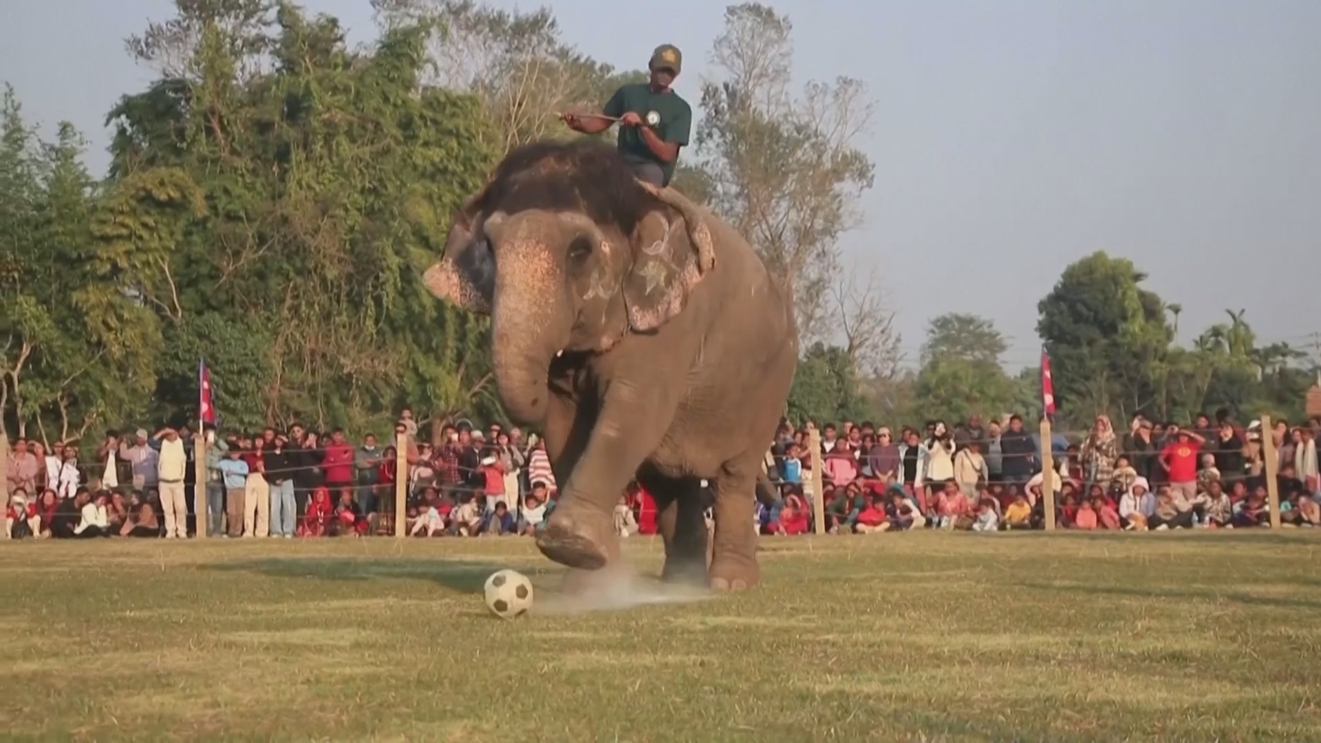 Как слоны бьют пенальти в Непале
