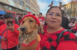 Рождественский парад с четвероногими питомцами прошёл в Боливии
