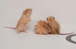 Модель матки и мыши с длинной шерстью: главные научные открытия 2025 года